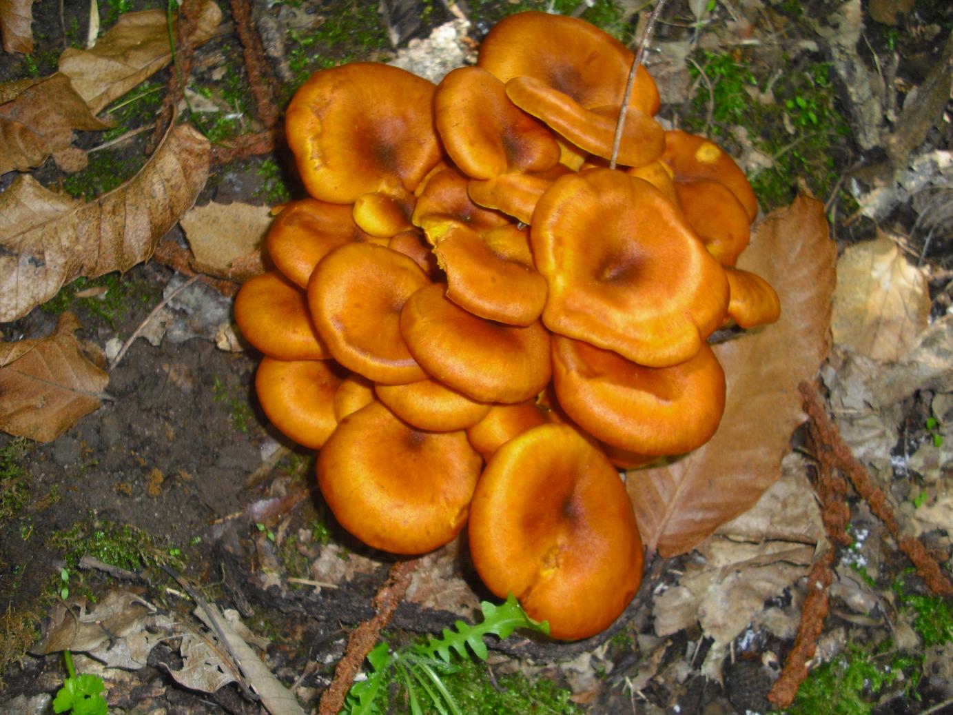 Finalmente dopo tanta acqua arrivano i funghi in Sicilia!